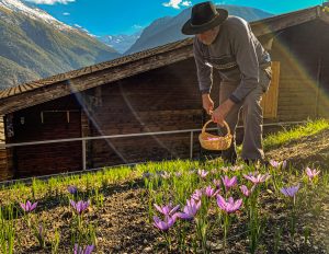 Saffron harvest in Mund, Switzerland