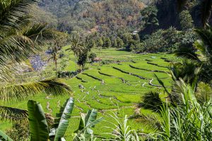 Rice fields in Indonesia. Fire and Dragons Cruise of the True North, Sunda Islands, Indonesia