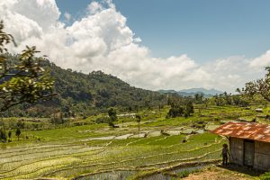 Rice fields on the Indonesian island of Flores, Sunda Islands, Indonesia
