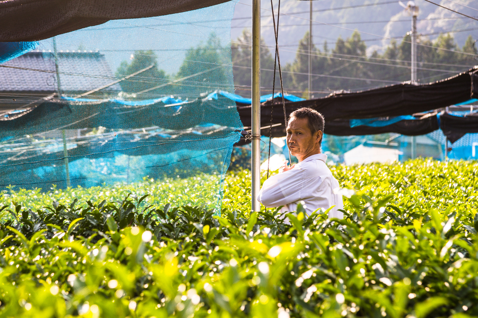 Japanese Green Tea Farm of Shizuoka, Japan