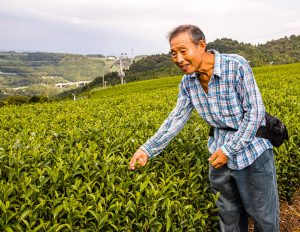 Tea Plantation in Kakegawa, Japan