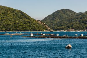 Oyster beds in Numazu, Japan
