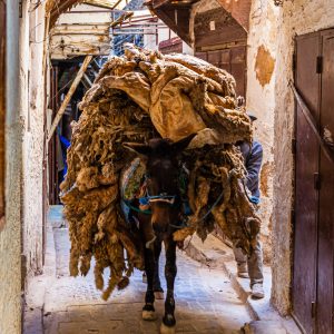 Donkey transporting pelts to leather tannery in Fès, Morocco