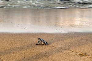 Hatchling heading for the Ocean. Biosphere citizen science project for sea turtles protection in Costa Rica