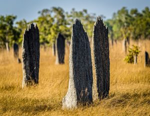 Termite Mounds in North Australia