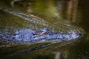 Crocodile in Northern Australia