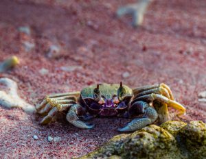 Crab on pink beach, Indonesia
