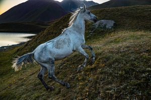 Horses in Lake-Landscape near Pik Lenin, Kyrgyzstan
