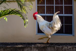 Caribbean rooster on Happy Hill, Grenada
