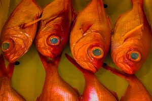 Red Fish on Fish Auction in Yaidu, Japan
